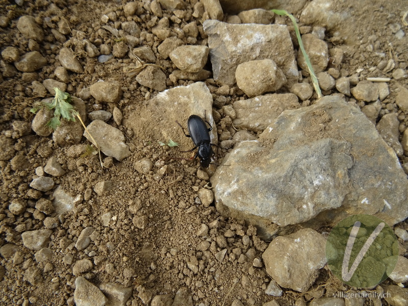Grosser Grabkäfer: Übersicht